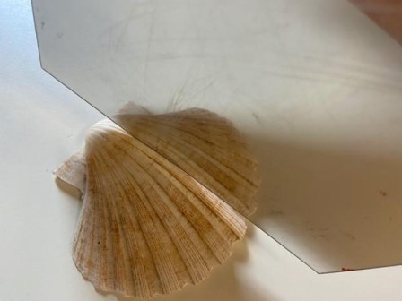 Conchiglia riflessa in uno specchio