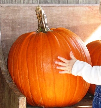 Mano di un bambino che tocca una grande zucca